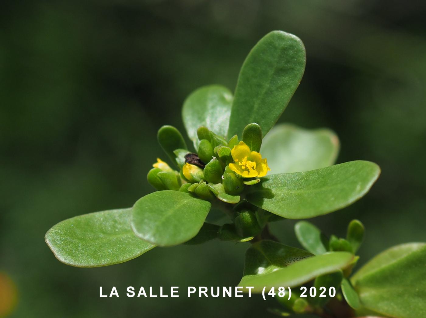 Purslane flower